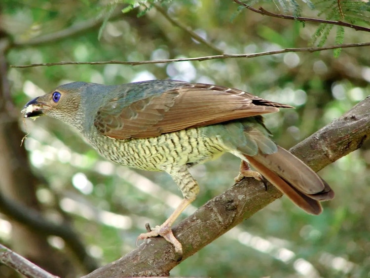 Female or immature male satin bowerbird with olive green back, yellow-green scalloped chest and violet-blue eye.
