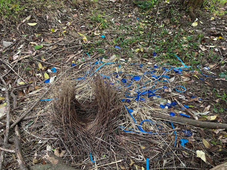 Carefully constructed satin bowerbird bower made of vertical twigs in a U-shape with many blue plastic objects scattered around it.