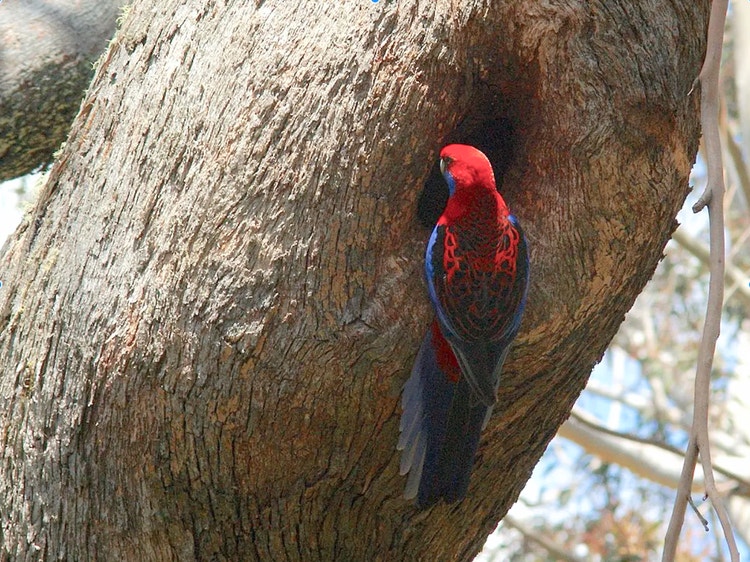 Crimson rosella clinging to the edge of a natural tree hollow where it may nest.