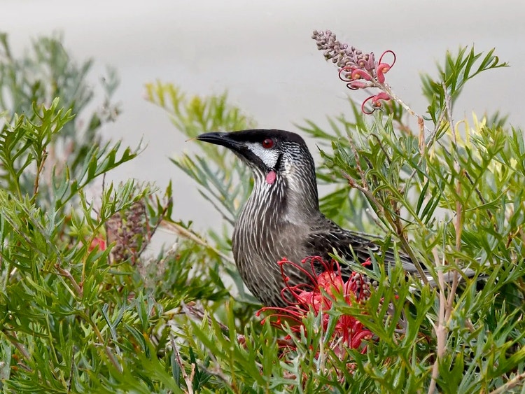Close-up of a red wattlebird’s head showing its curved beak and two small red oval wattles on each side of its neck.