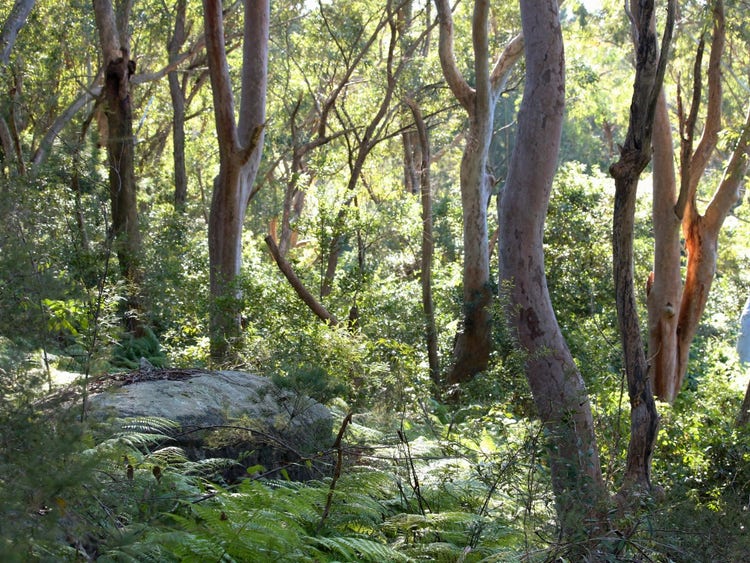 Eucalypt forest with trees, shrubs, ferns and grasses.