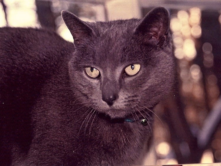 A cat with collar and bell