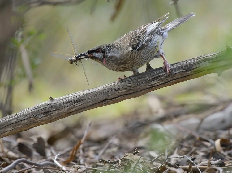 Red wattlebird standing on a branch with a large dragonfly held in its beak.