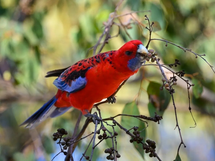 Crimson rosella on a branch using its curved beak to break open a gumnut and eat the tiny seeds inside.