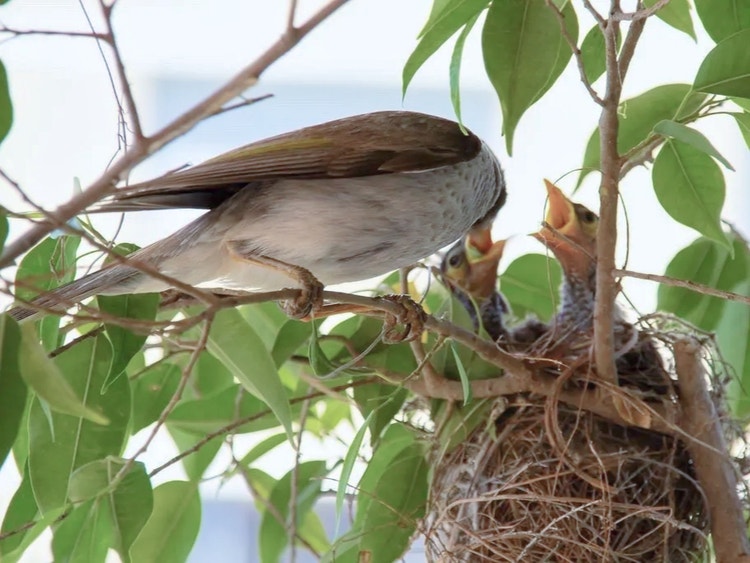 Adult noisy miner feeding several fluffy chicks in a nest as they sit with their beaks wide open.