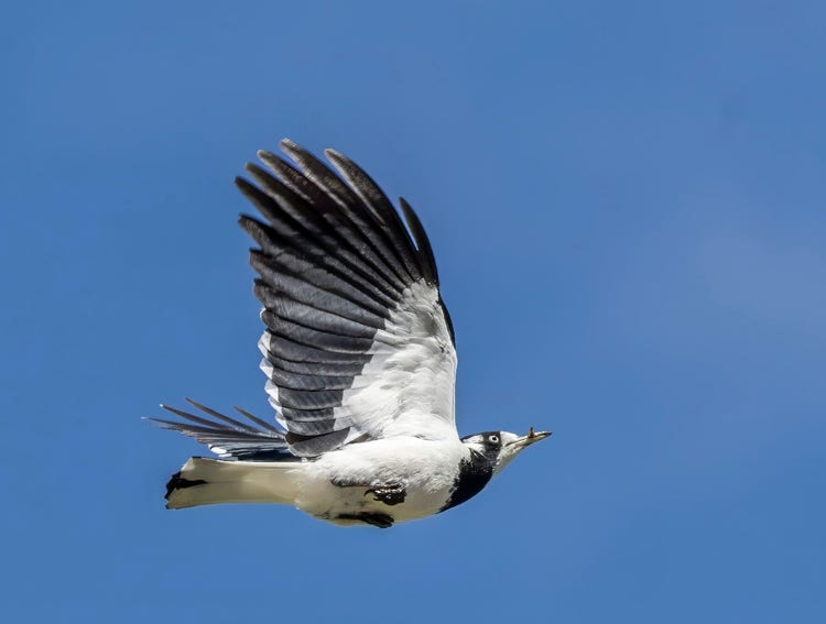 A female magpie lark flying with wings outstretched and an insect in its beak.