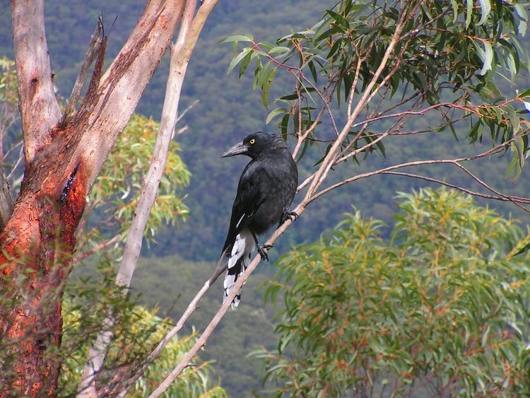 Pied currawong in a eucalyptus tree