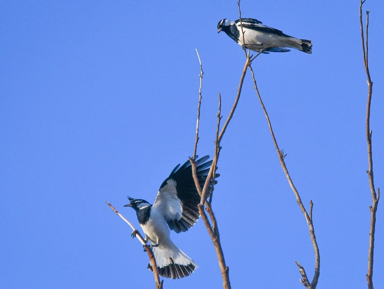 A male magpie lark on a narrow branch with beak open, wings open and raised and tail fanned out. A female magpie lark sits on a branch above the male.
