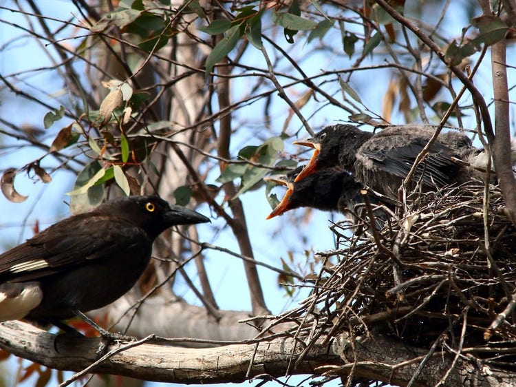 Pied currawong nest with hungry chicks with their beaks open.
