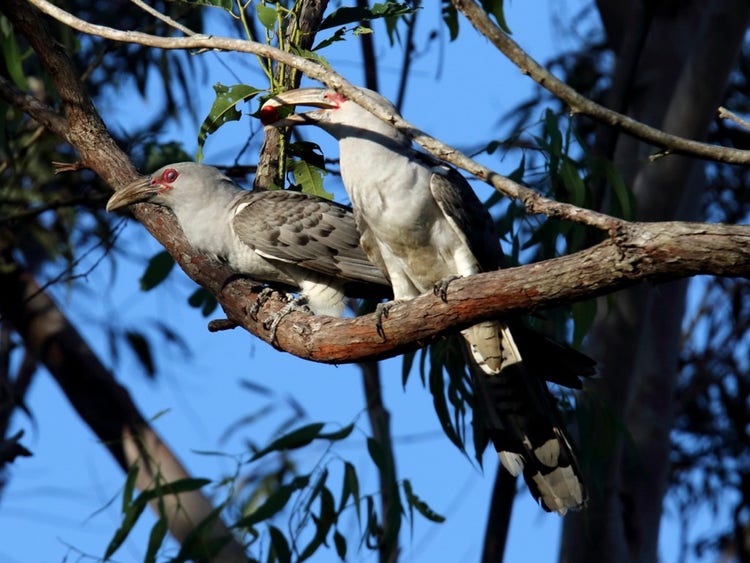 Two channel-billed cuckoos on a branch. One has a small round fig in its beak.