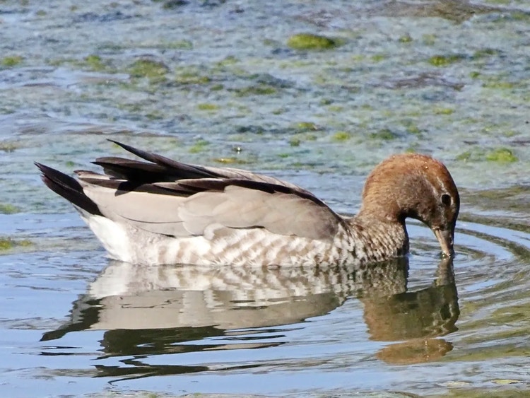 Wood duck floating on the water surface, dipping its beak in while its waterproof feathers keep it dry.