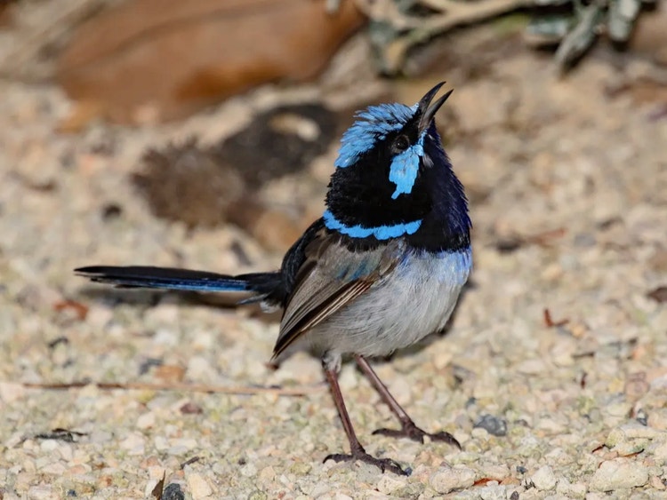 Male superb fairywren with neck stretched and beak slightly open while making a high-pitched tinkling call.