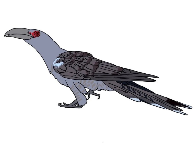 Channel-billed cuckoo with a long grey body and very large thick down-curved beak.