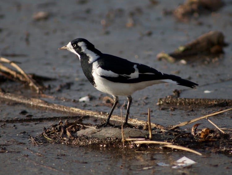 A female magpie lark standing on a wet muddy surface.