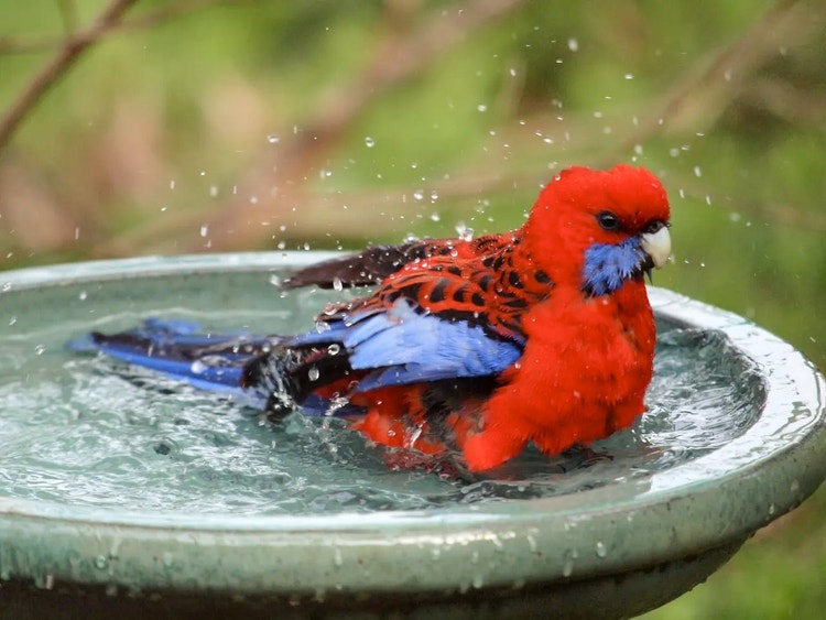 Crimson rosella splashing in a raised bird bath in a suburban garden.