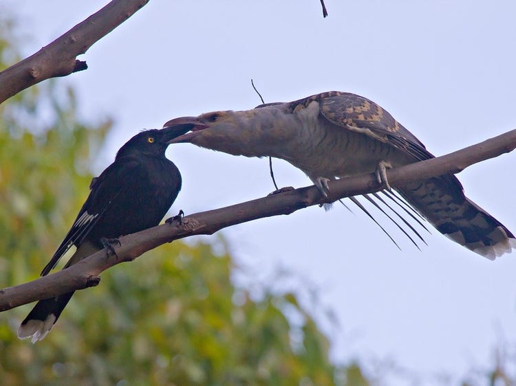 A channel-billed cuckoo chick demanding food from a pied currawong