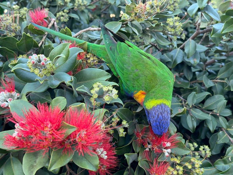 A rainbow lorikeet upside down with its head in round feathery flower
