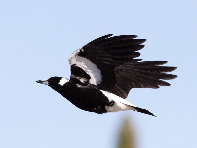 Australian magpie flying with wings outstretched, showing black and white feathers in flight.