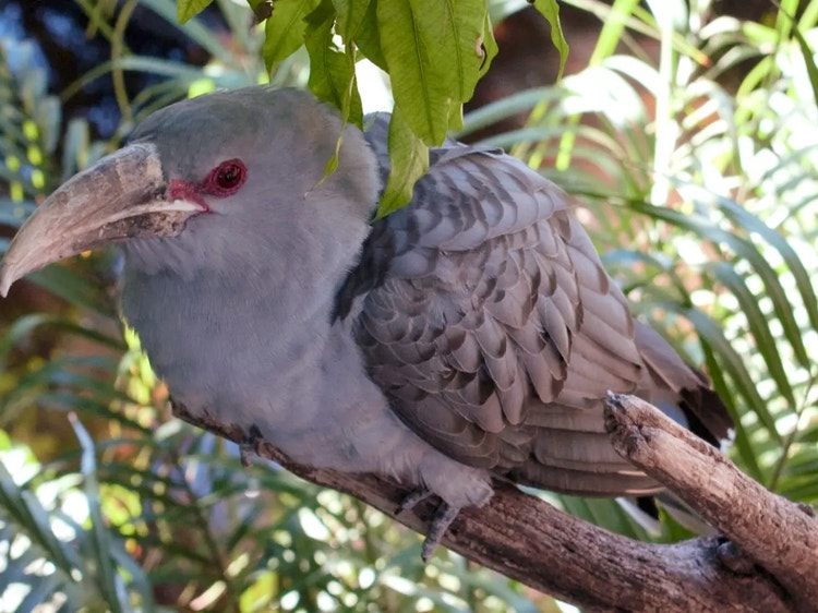 Close-up of a channel-billed cuckoo showing its big curved beak and bright red ring around the eye.