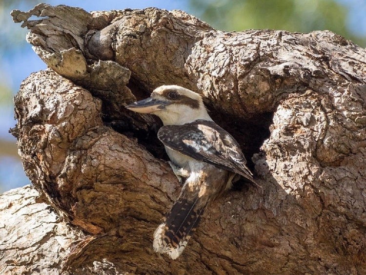 Laughing kookaburra at a tree hollow