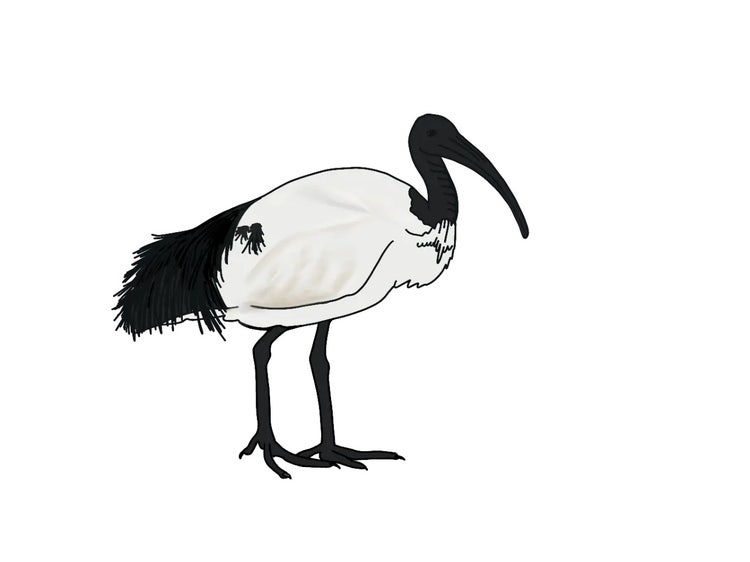 White ibis standing on the ground with white body, black tail, bald black head and long curved black beak.
