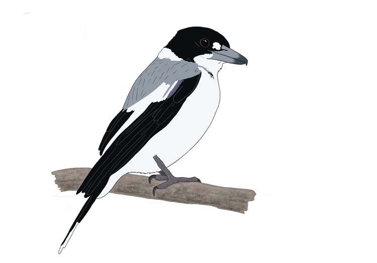 Illustration of an adult grey butcherbird with a black head, white throat and chest and grey back, showing its thick neck and hooked beak.