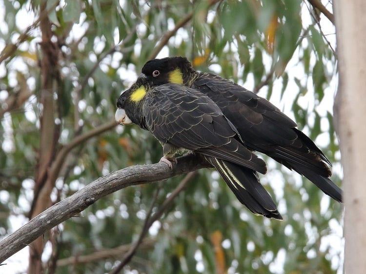 Two yellow-tailed black cockatoos sitting close together on a branch.