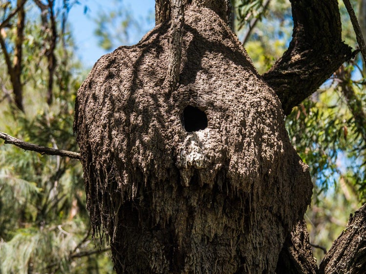 Large round termite nest on a tree trunk with a hole in the centre of it