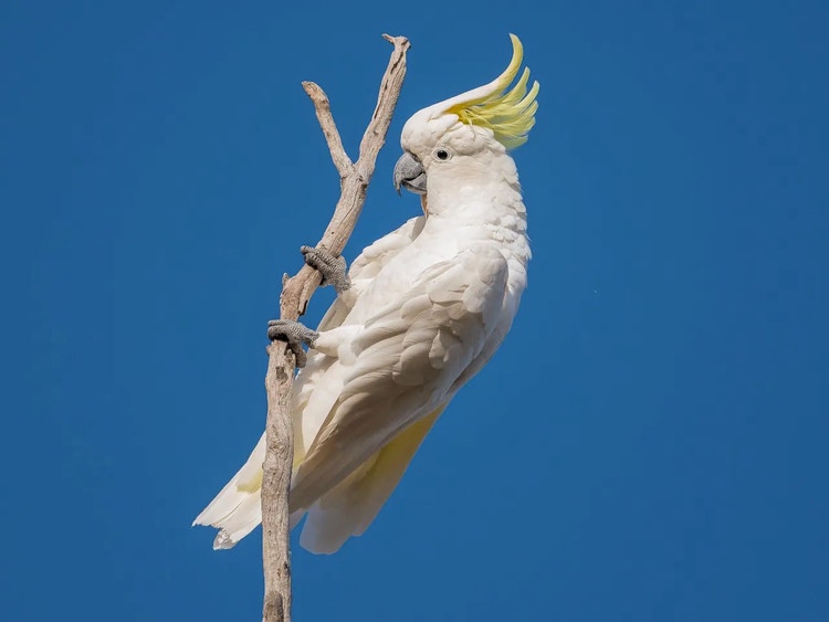 Sulphur-crested cockatoo gripping the end of a branch with two toes in front and two toes behind.