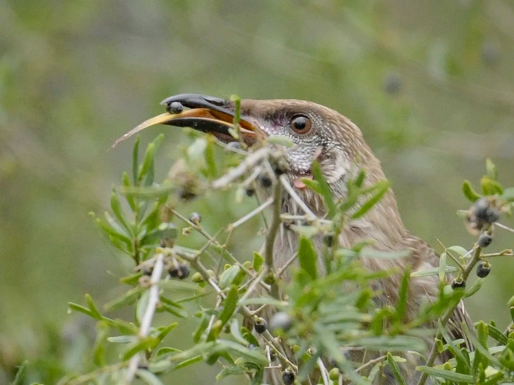 Close-up of a red wattlebird’s head showing a pointed beak holding a berry and its long brush-tipped tongue sticking out.