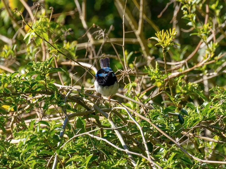 Male superb fairywren perched inside a thick shrub, using the dense leaves as shelter from predators.