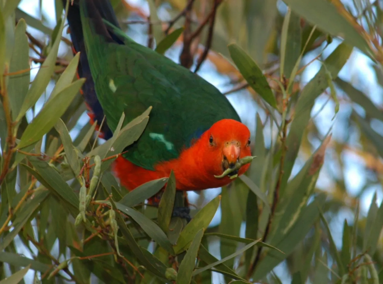 Male Australian king parrot holding a long seed pod of a coast wattle in its beak.