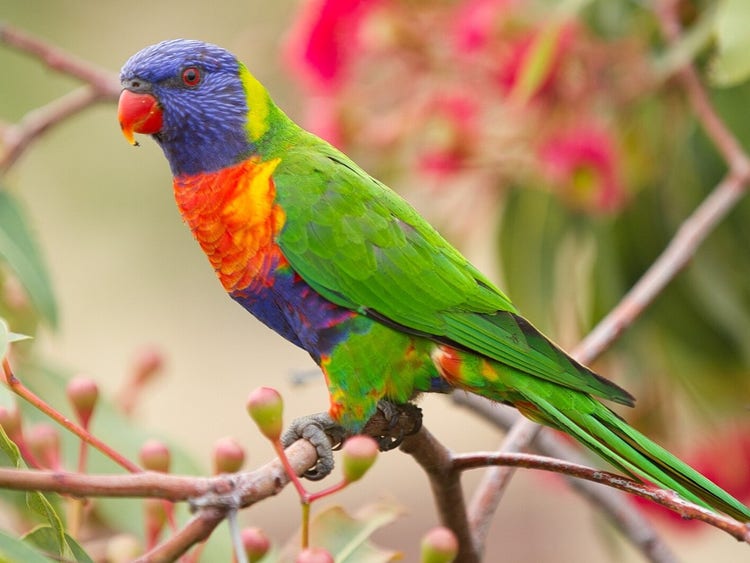 Rainbow lorikeet perched on a branch. It has a short curved beak.