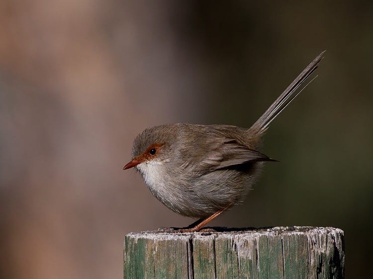 Brown female superb fairywren