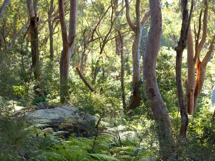 Eucalypt forest with tall trees, shrubs, ferns and grasses that provides habitat for laughing kookaburras.