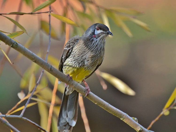 Red wattlebird standing on a branch showing its long tail feathers with white tips and yellow underbelly.