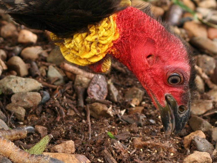 A brush turkey's beak picking up a food item from the ground