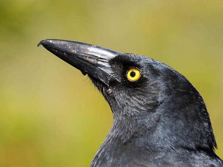 The hooked tip of a pied currawong's long sharp beak