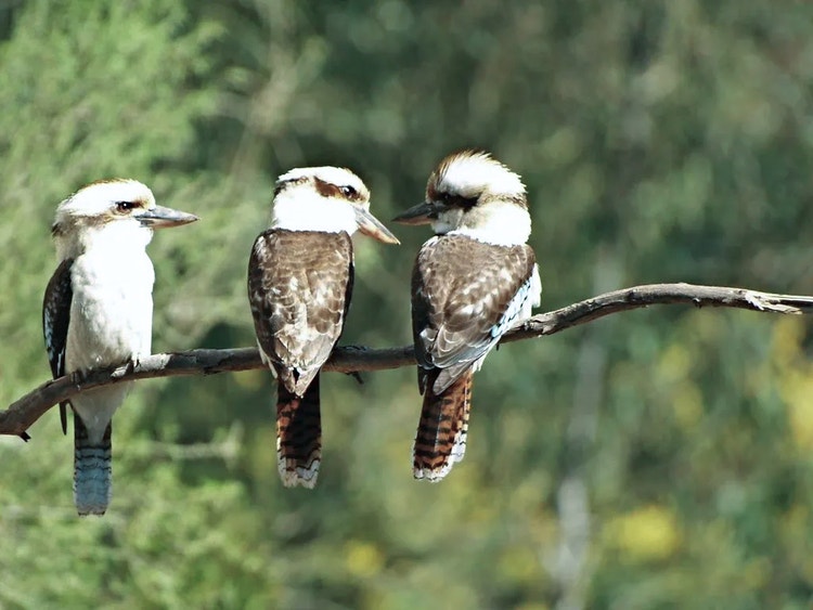 Three laughing kookaburras perched together on a branch, showing a family group.