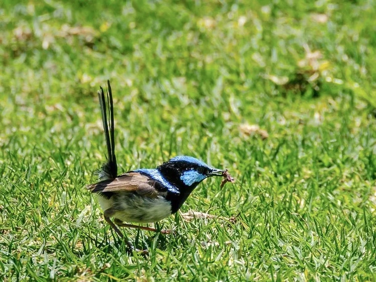 Superb fairywren standing on the ground holding a small insect in its beak.