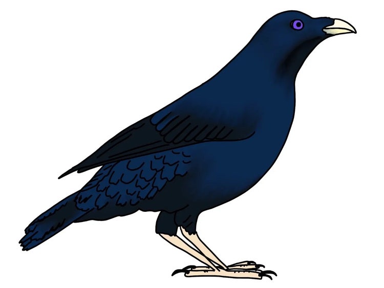 Mature male satin bowerbird with glossy blue-black feathers, pointed beak and bright violet-blue eye.