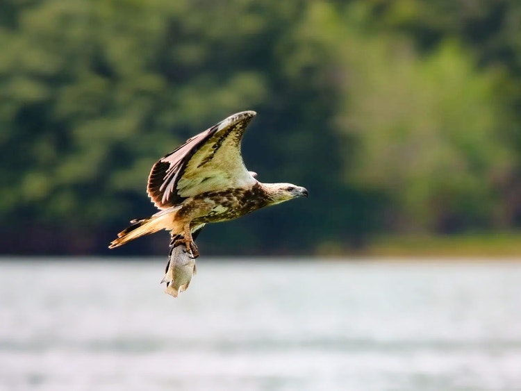 Juvenile white-bellied sea eagle flying low above the water holding a fish in its talons.
