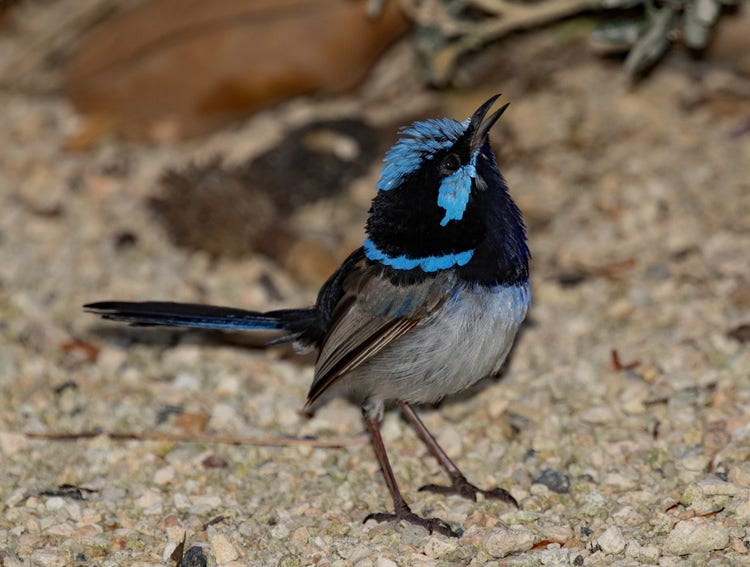 A male superb fairywren with neck up-stretched and beak open slightly