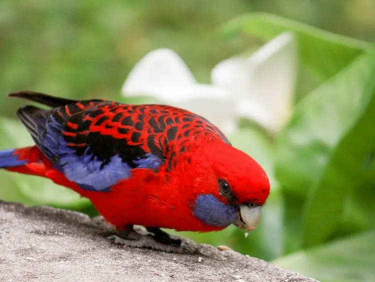 Crimson rosella standing on a rock showing light blue cheek patch, red chest and dark red and blue scalloped pattern on its back.