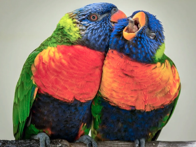 Pair of rainbow lorikeets sitting close together while one bird gently preens the other’s head feathers.