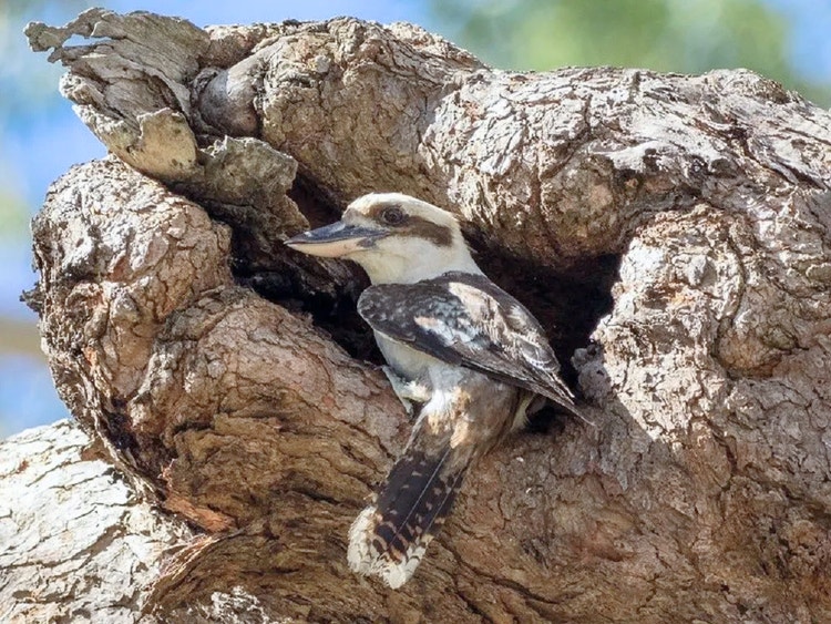 Laughing kookaburra perched at the entrance of a tree hollow used for nesting.