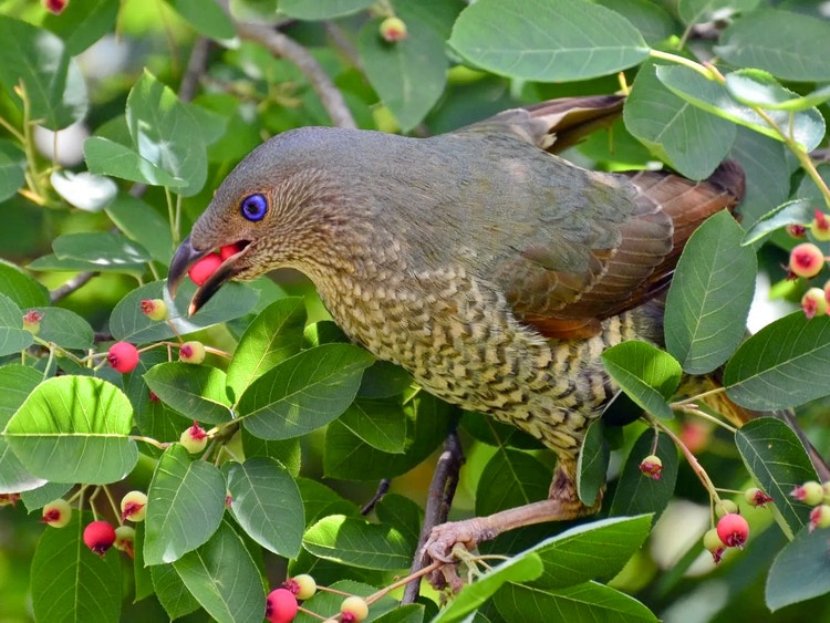 Female or immature satin bowerbird clinging to a branch of a berry bush with two red berries held in its beak.