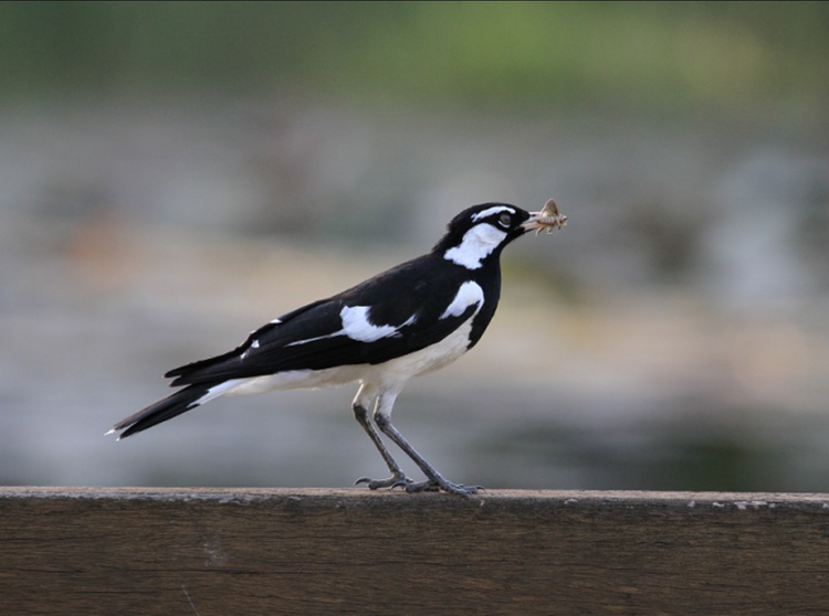 A magpie lark standing on a railing with a large insect in its beak.