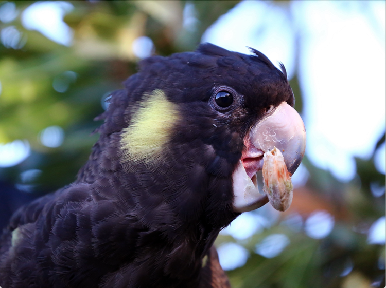 Head of a cockatoo with a seed held by its curved top and bottom beak