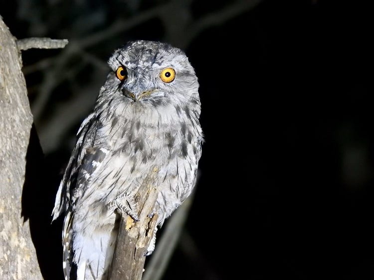 Tawny frogmouth on a branch at night